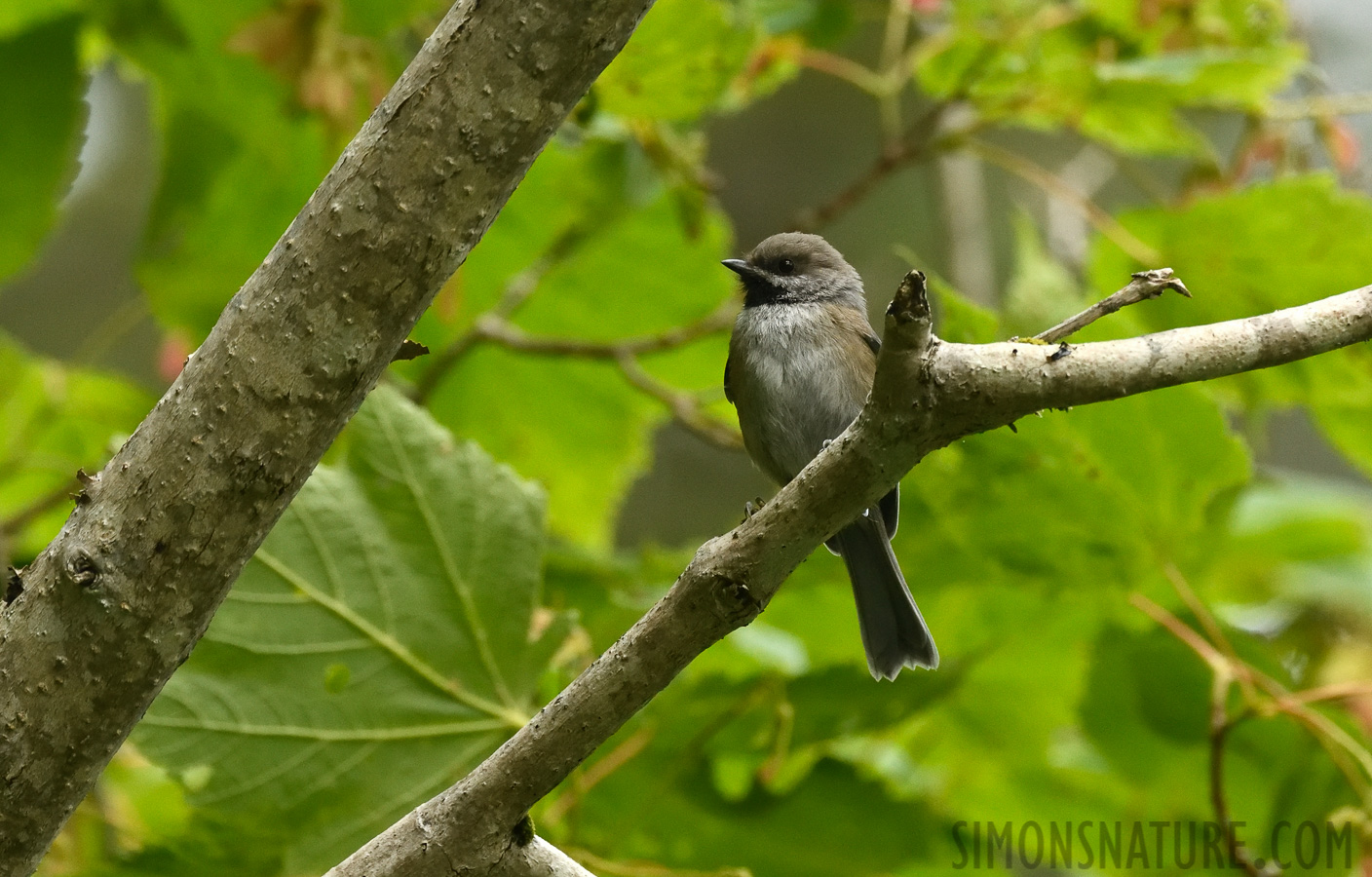 Poecile hudsonicus hudsonicus [400 mm, 1/1250 Sek. bei f / 7.1, ISO 2500]